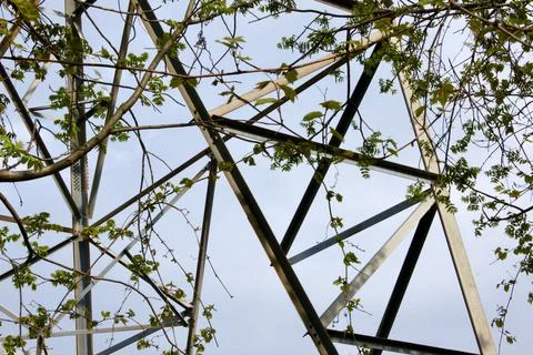 Metal Frame with Greenery Stock Photos