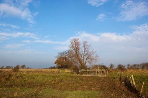 Metal gate with willow tree Stock Photos