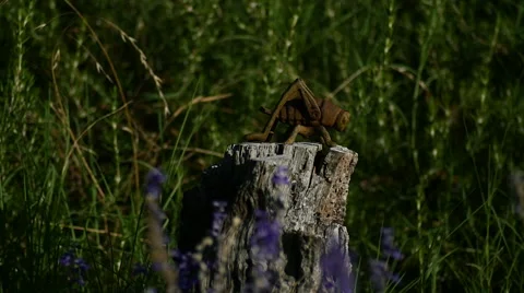 Metal Grasshopper on old log Vídeo Stock 53176849