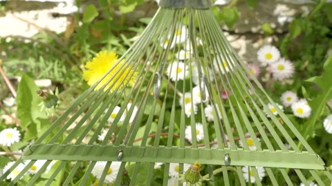 The metal green rake on the top of the daisy flower Stock Footage 138544439