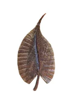 Metal leaf on white Stock Photos