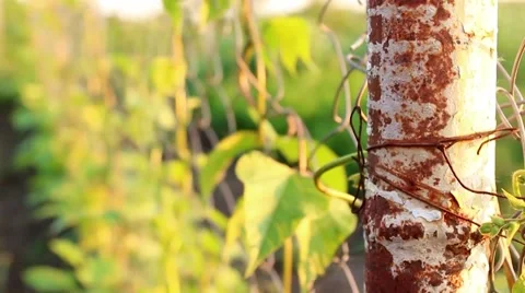 Metal pipe in the garden Stock Footage 64044332