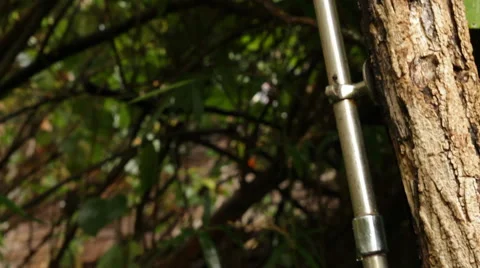 Metal Pipe on Tree Video stock 40808158