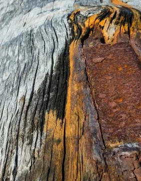 A metal plate embedded in a log rusts and decays the wood Stock Photos