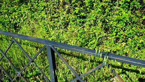 Metal railing with geometric pattern with green plants and grass Stock Footage 129515385