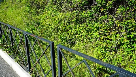 Metal railing with geometric pattern with green plants and grass Stock Footage 129515397