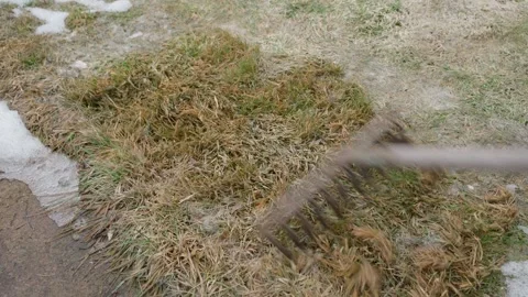 Metal rake gathering dry grass on an early spring lawn with melting snow Stock-Footage 342812364