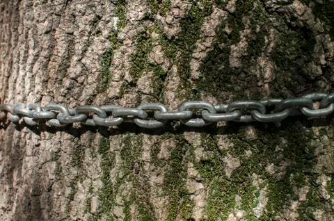 Metal rusty chain around tree trunk Stock Photos