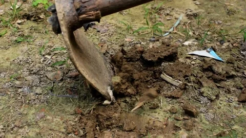 A metal spade digging soil Stock Footage 130486717