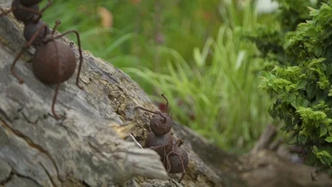Metal statues of ants   Stock Footage 111013142