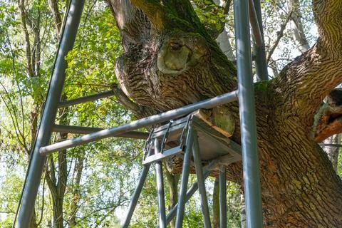 Metal support for an old tree. Stock Photos
