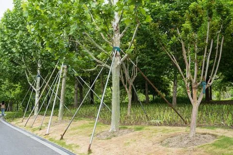 Metal tree support stakes hold young plane trees along urban path. tree sup.. Stock Photos