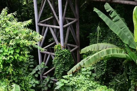 Metal truss pillar tower for elevated bridge in lushh green jungle canopy Stock Photos