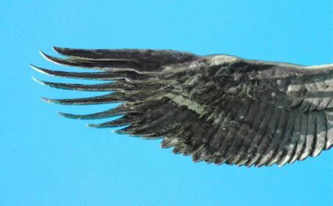 Metal wing Stock Photos