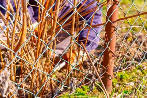 Metal wire mesh, behind it gardener cuts the stems of dry vegetation Stock Photos