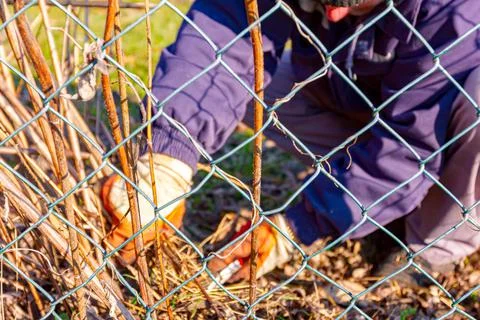 Metal wire mesh, behind it gardener cuts the stems of dry vegetation Stock Photos