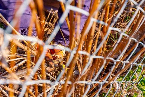 Metal wire mesh, behind it gardener cuts the stems of dry vegetation Stock Photos