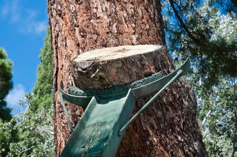 Metallic beam to prop up a tree in a public garden Stock Photos
