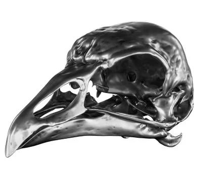 Metallic Bird Skull Stock Illustration