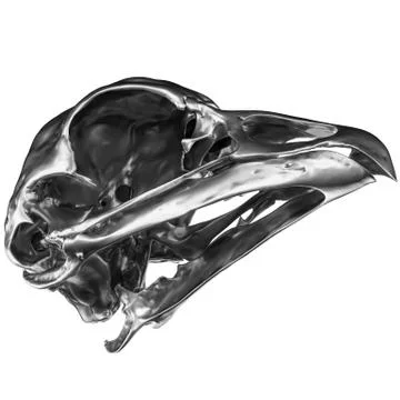 Metallic Bird Skull Stock Illustration