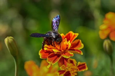 Metallic Black Carpenter Bee polinating Stock Photos