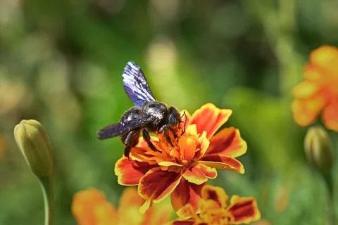 Metallic Black Carpenter Bee polinating Stock Photos