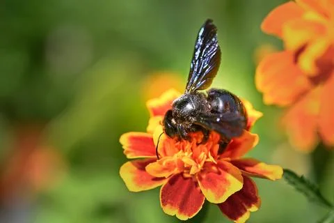 Metallic Black Carpenter Bee polinating Stock Photos