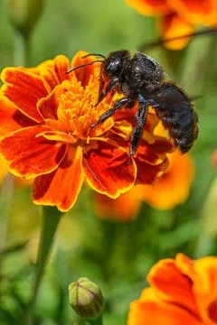 Metallic Black Carpenter Bee polinating Stock Photos