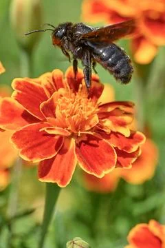 Metallic Black Carpenter Bee polinating Stock Photos