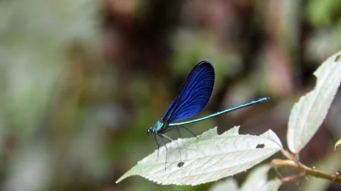 Metallic Blue Damselfly Rests Gracefully on Green Forest Leaf Video stock 320853568