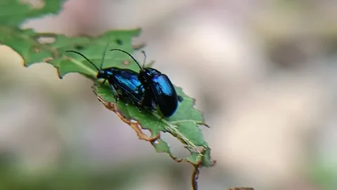 Metallic Blue Leaf Beetles Mating on Green Leaf in Tropical Rainforest Vídeo Stock 334519439