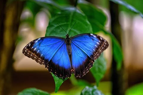 Metallic Blue Morpho butterfly on a leaf Stock Photos