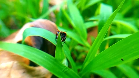 Metallic Blue Shield Bug Climbing to Top of Grass Blade and Resting 스톡 동영상 342402303