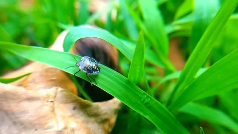 Metallic Blue Shield Bug Resting on Grass, Then Crossing to Another Blade Vidéo 342402366