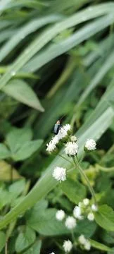 Metallic Cereal leaf beetle on white flowers Stock Photos