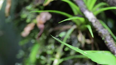Metallic colored beetle on green leaf in lowland rainforest Stock Footage 153733511