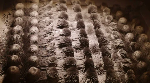 Metallic filing on magnets. Stock Footage 34383075