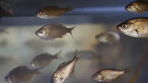 Metallic Fish in Aquarium Float Serenely by Reflecting Light on their Scales Stock Footage 119707119