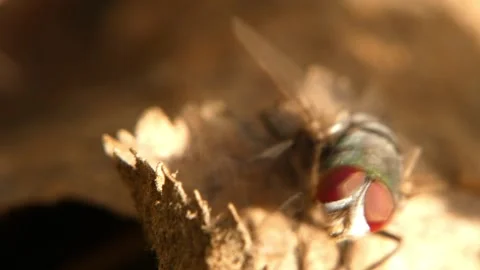 Metallic fly crawling away from dry leaf edge as metaphor for transition Stock Footage 335959539