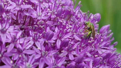 Metallic Green Bee XCU 2 Видео 80733379