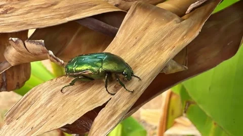 Metallic Green Beetle Crawling on Dry Leaf Stock Footage 342869272