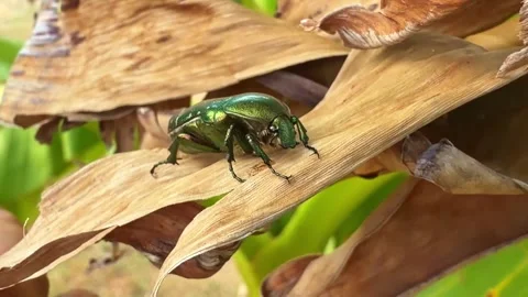 Metallic Green Beetle Facing Camera on Dry Leaf Stock Footage 342869239