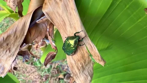 Metallic Green Beetle Resting in Wide Foliage View Stock Footage 342869222
