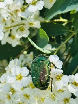Metallic Green Beetle on White Spring Blossoms Close Up. Stock Photos