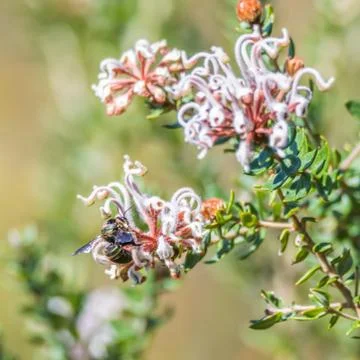 Metallic Green Carpenter Bee polinating the tiny grevillea flowers on a shrub Stock Photos