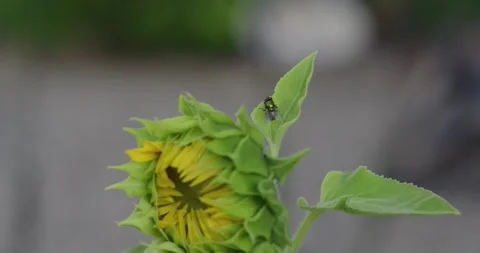 A metallic green fly rests on the leaf of an blooming sunflower Stock Footage 336569881