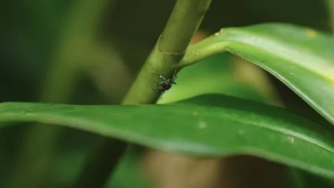 Metallic Green Jumping Spider Crawling on Plant Stem Video stock 344189160
