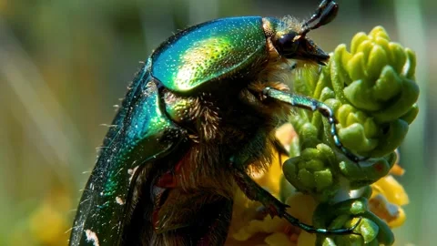 Metallic green rose chafer beetle crawling on succulent Stock Footage 340642835