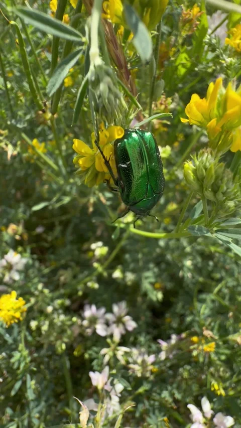 Metallic Green Rose Chafer Beetle Climbing on Yellow Wildflowers Vertical 動画素材 346447418