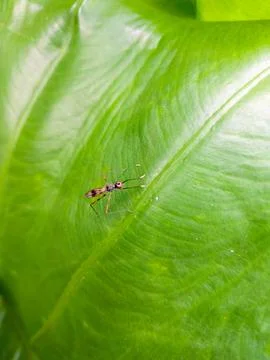 Metallic long-legged fly on a leaf, highlighting its delicate features. Stock Photos